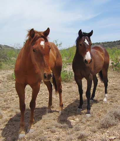 Ozona Chamber